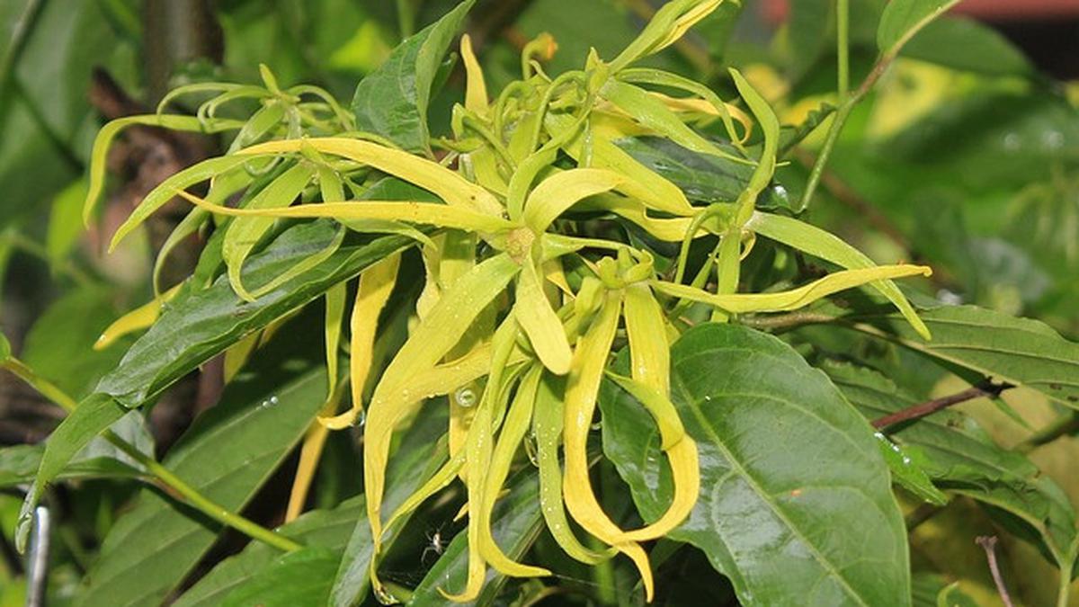 081497400_1709698356-ylang-ylang-flower-1118057_640.jpg