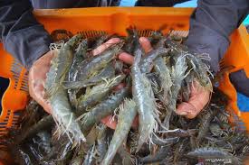 udang-beku-cikande-terkontaminasi-cesium137-fda-as-minta-penarikan-produk-ifc.jpg